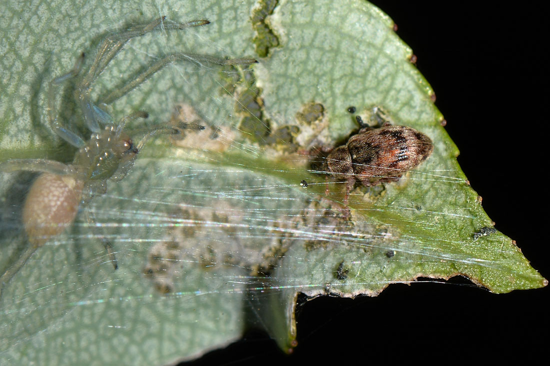 Curculionidae: Ellescus infirmus?  S !